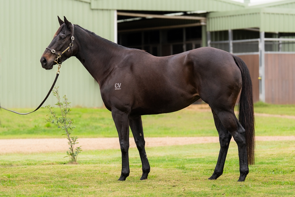 Bellatrix Black (NZ) - Image 1