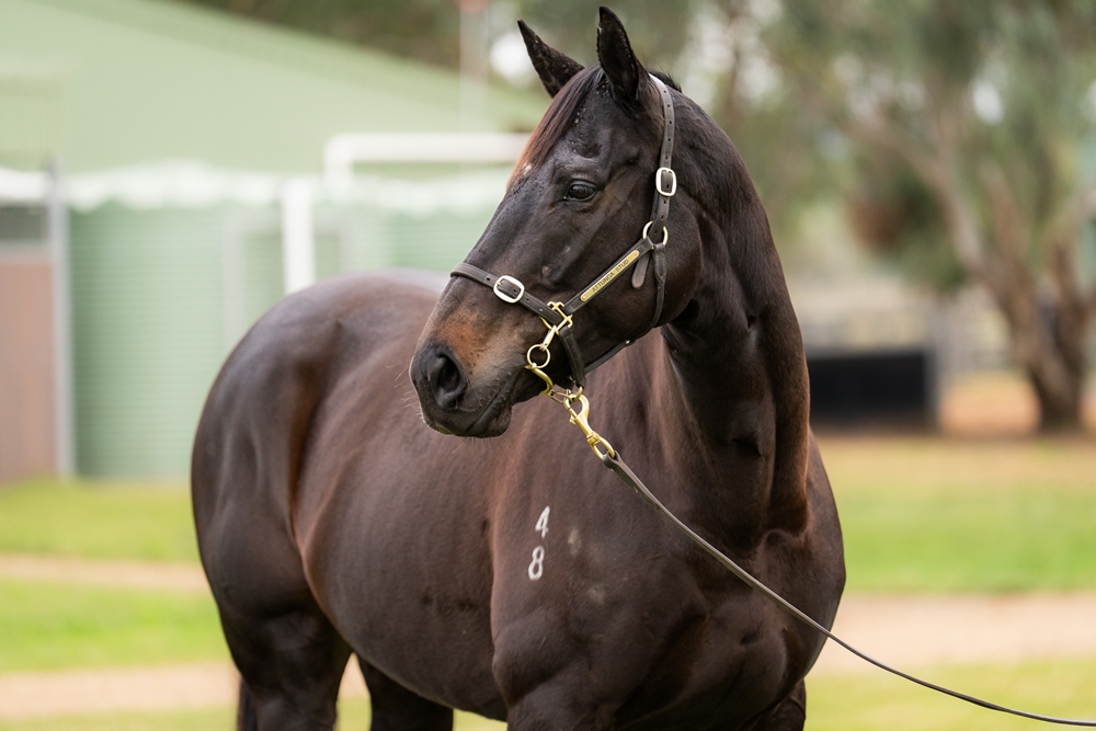 Bellatrix Black (NZ) - Image 2