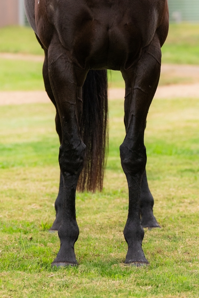 Bellatrix Black (NZ) - Image 3