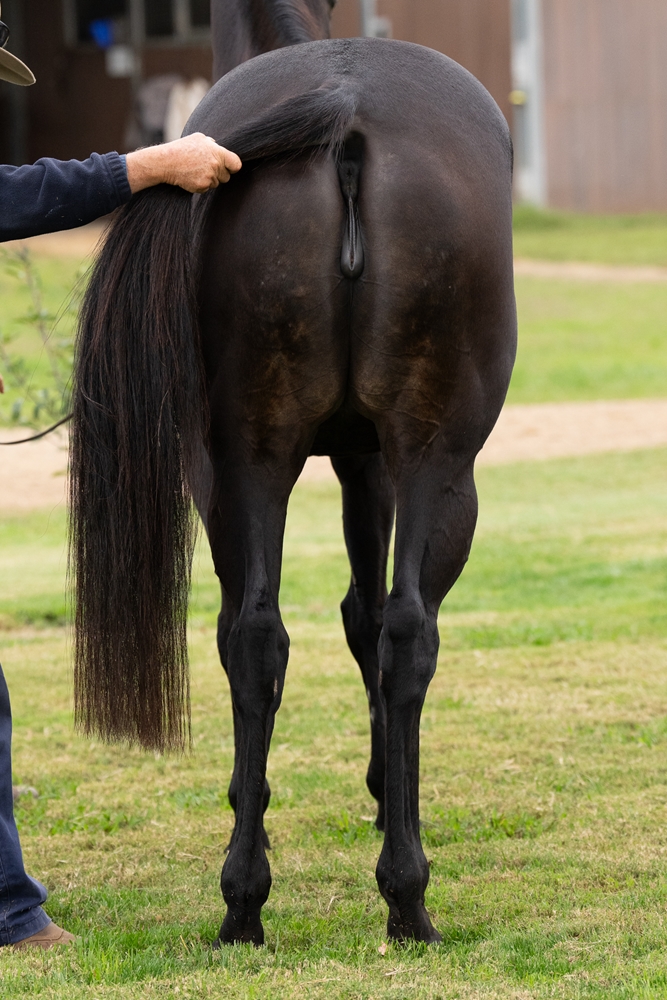 Bellatrix Black (NZ) - Image 4