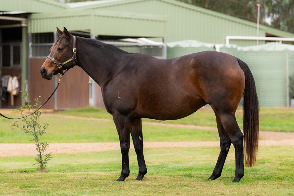 She's Glamourous (AUS) - Image 1