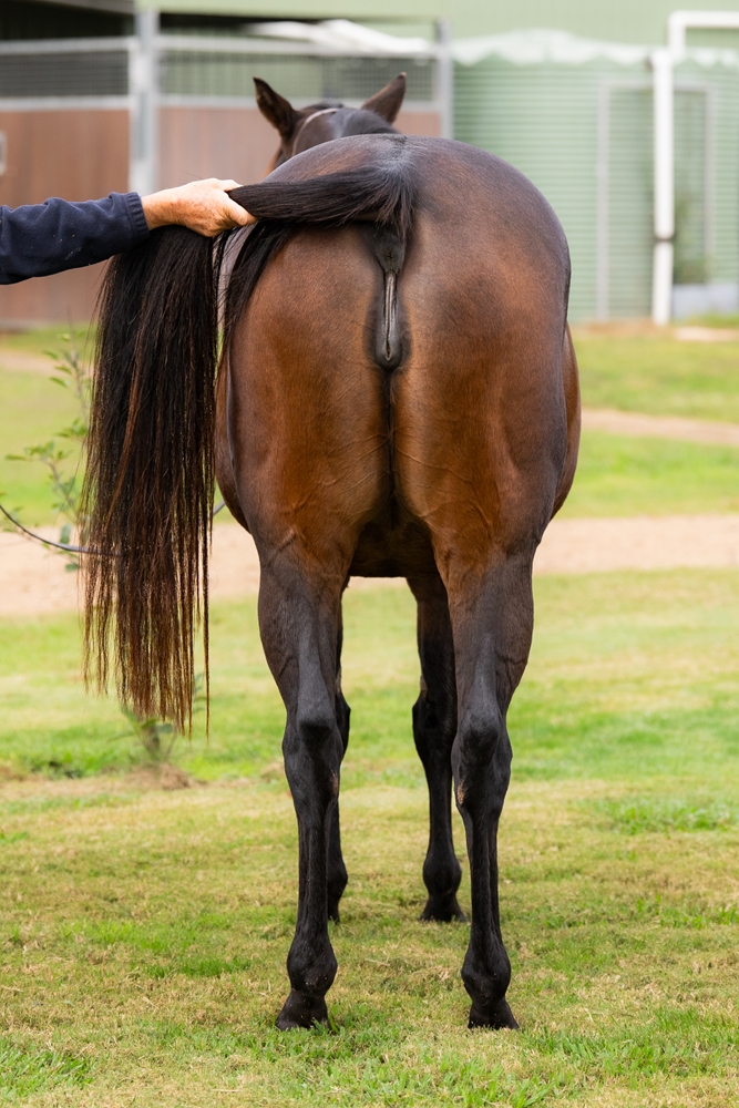 She's Glamourous (AUS) - Image 2