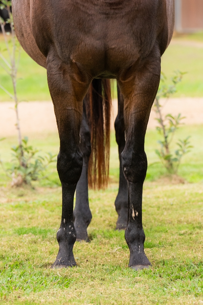 She's Glamourous (AUS) - Image 3