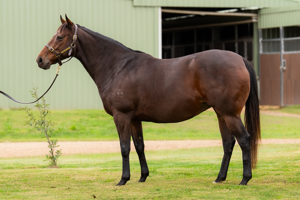 Cypress (AUS) - Image 1