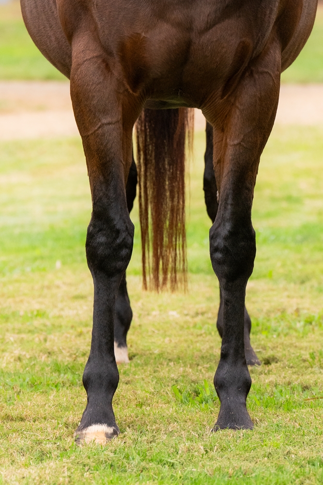 Cypress (AUS) - Image 2