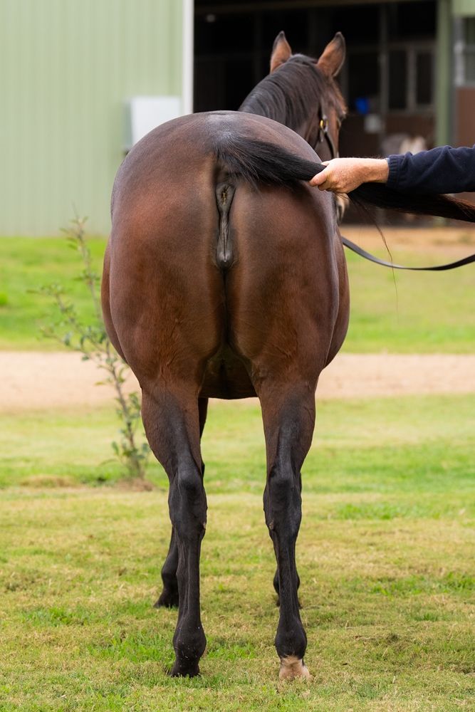 Cypress (AUS) - Image 3