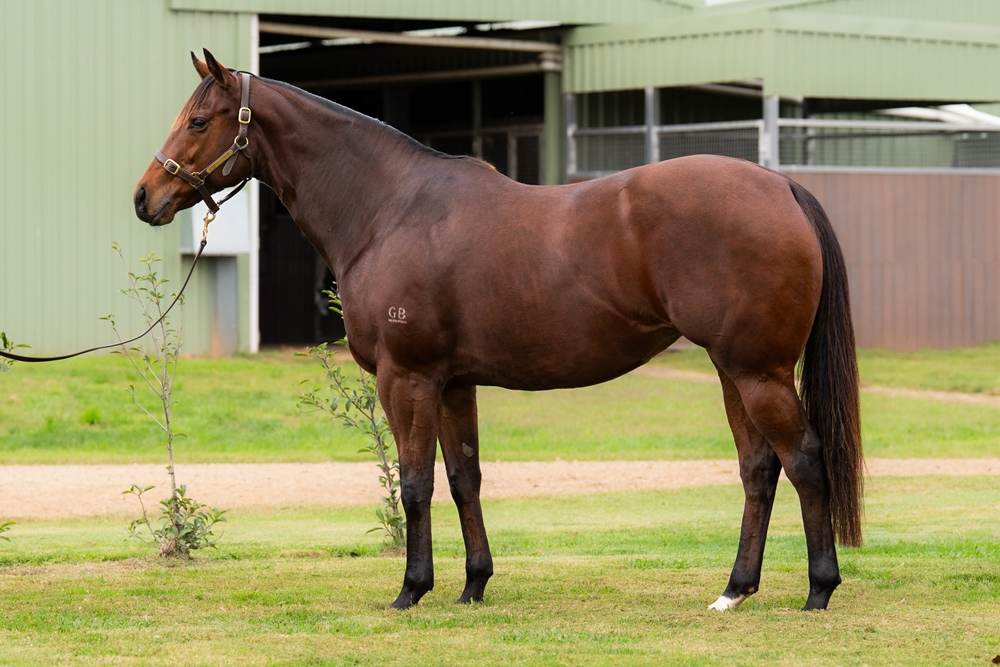 Court Whispers (AUS) - Image 1