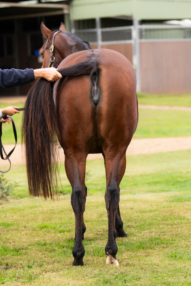 Court Whispers (AUS) - Image 3