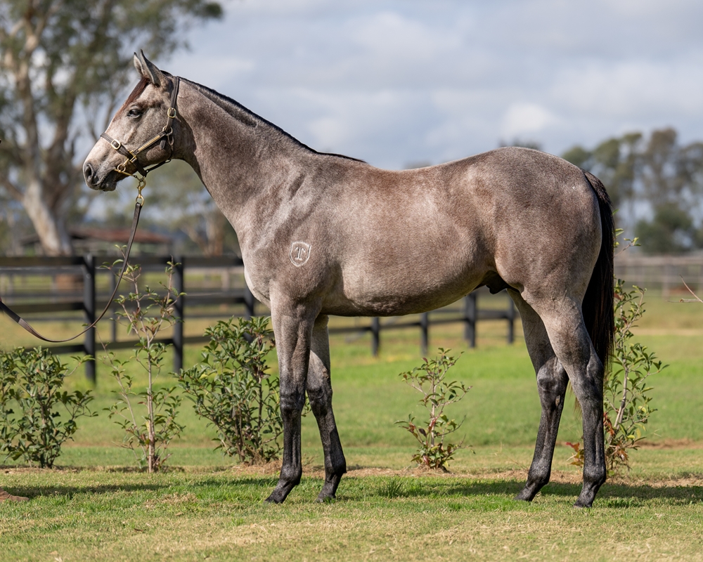 Profiteer (AUS) / Fine Mist (AUS) 2023 Colt - Image 1