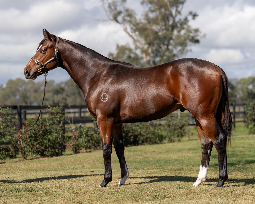 Russian Revolution (AUS) / My Pleasure (AUS) 2023 Colt - Image 1