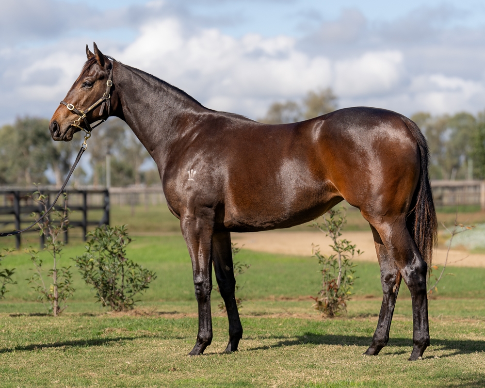 Tarzino (NZ) / Nimble Fumble (GB) 2023 Filly - Image 1