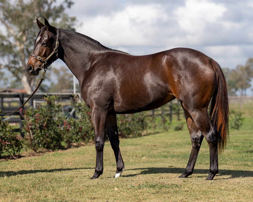 So You Think (NZ) / Persuader (AUS) 2023 Filly - Image 1