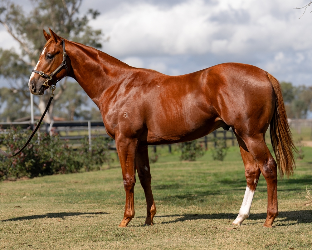 Home Affairs (AUS) / Roulettes (AUS) 2023 Colt - Image 1