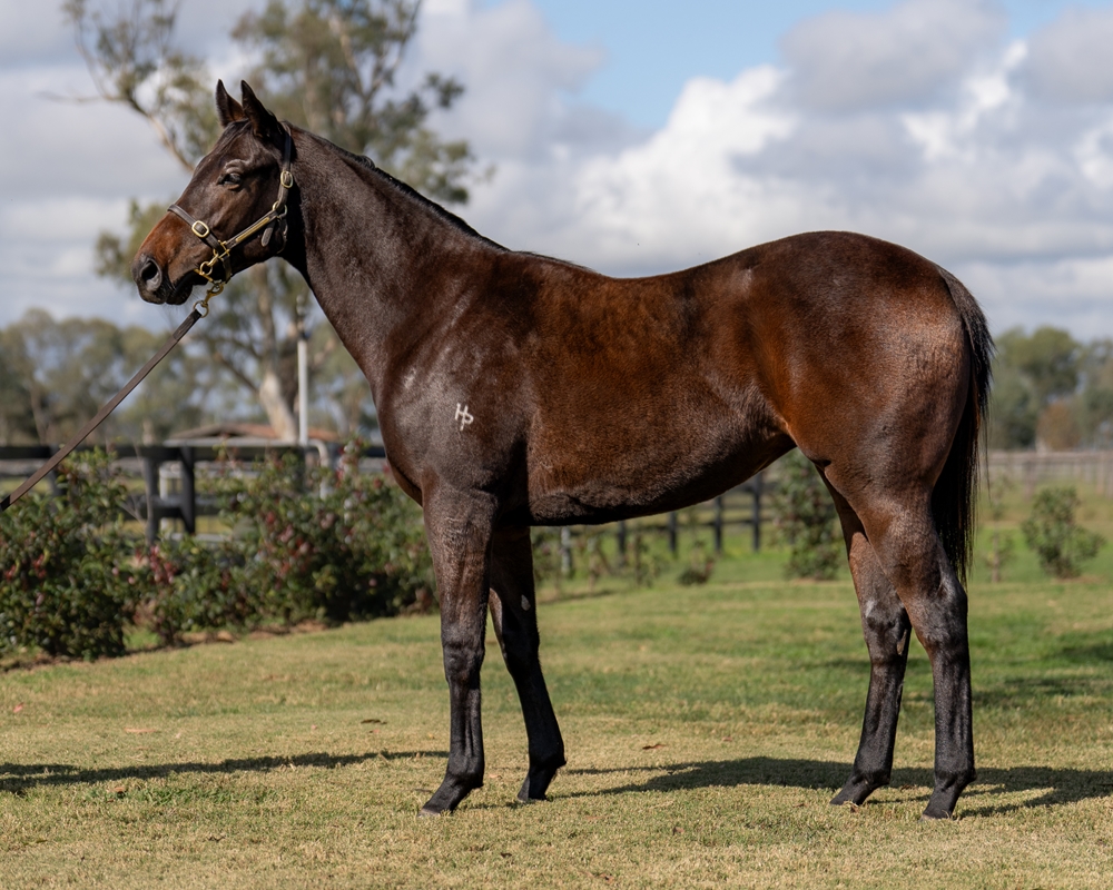 Microphone (AUS) / She's a Fairy (AUS) 2023 Filly - Image 1