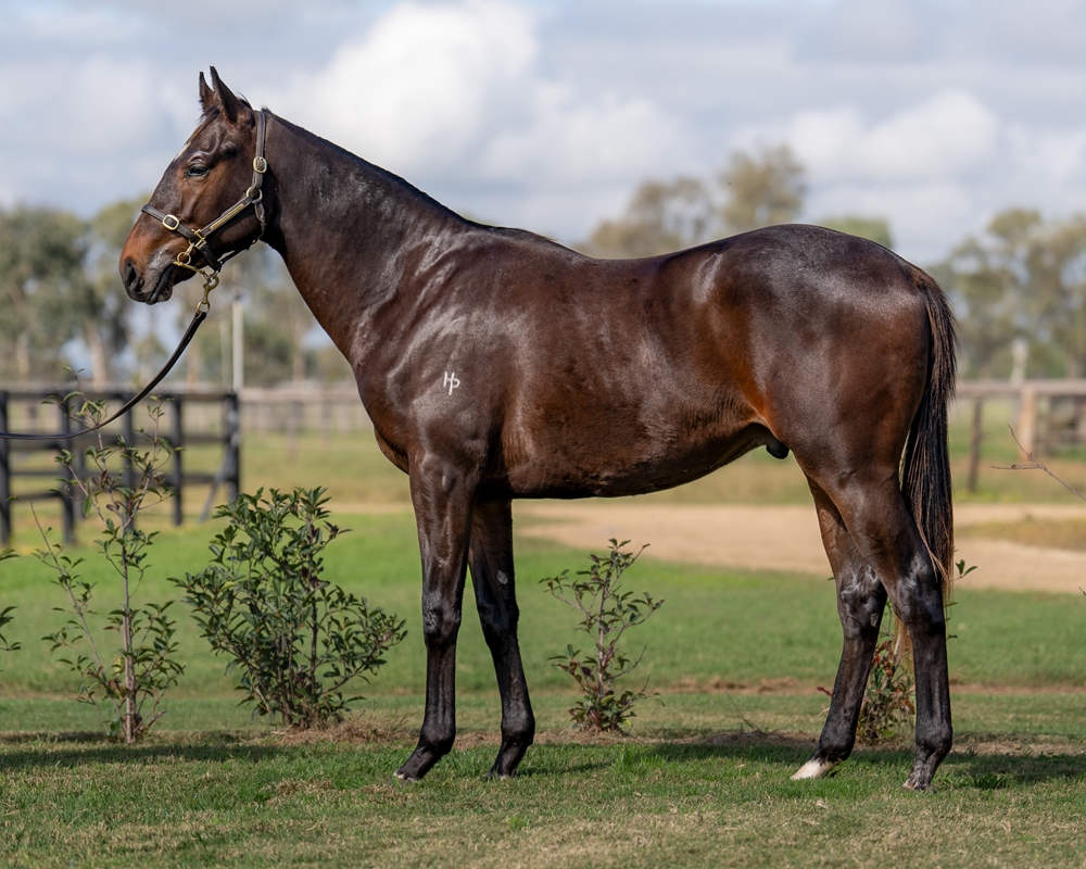 Shamus Award (AUS) / Trick (AUS) 2023 Colt - Image 1