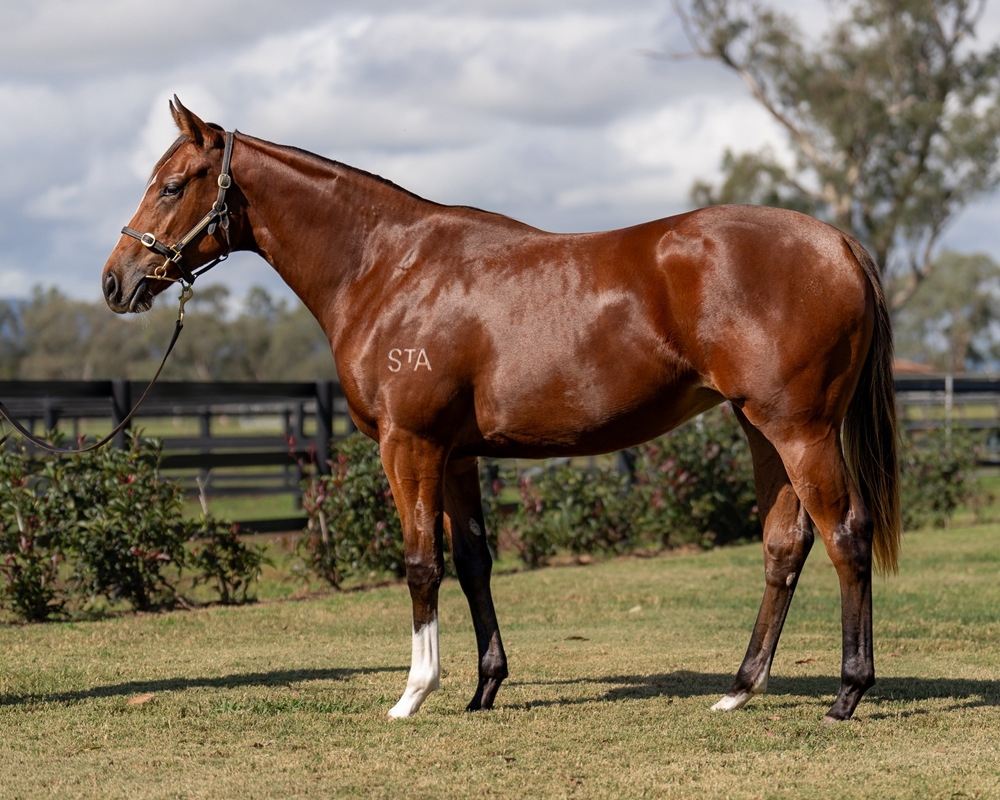 Churchill (IRE) / Catena (AUS) 2023 Filly - Image 1