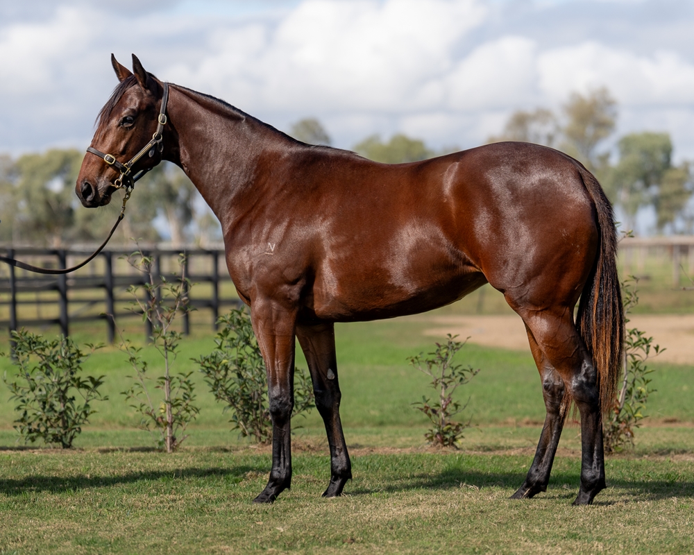 Wild Ruler (AUS) / De la Terre (NZ) 2023 Filly - Image 1