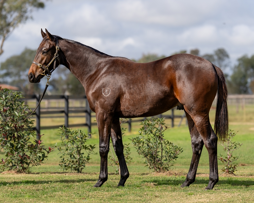 Hellbent (AUS) / Disputes (AUS) 2023 Colt - Image 1