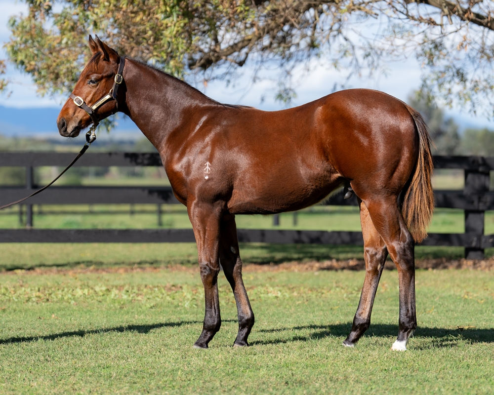 Profiteer (AUS) / Midsummer Rain (AUS) 2024 Colt - Image 1