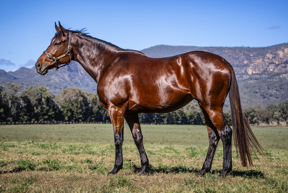 French Step (AUS) - Image 1