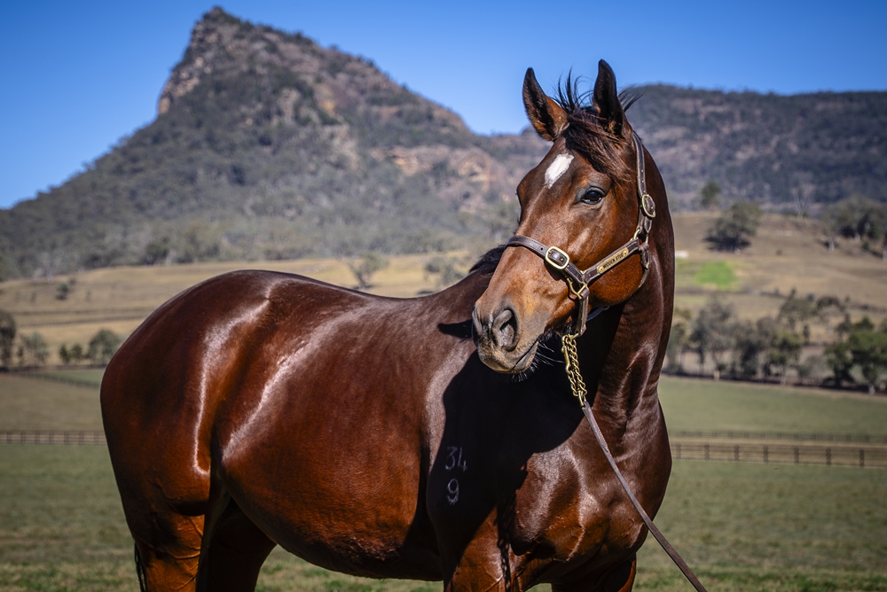 French Step (AUS) - Image 2