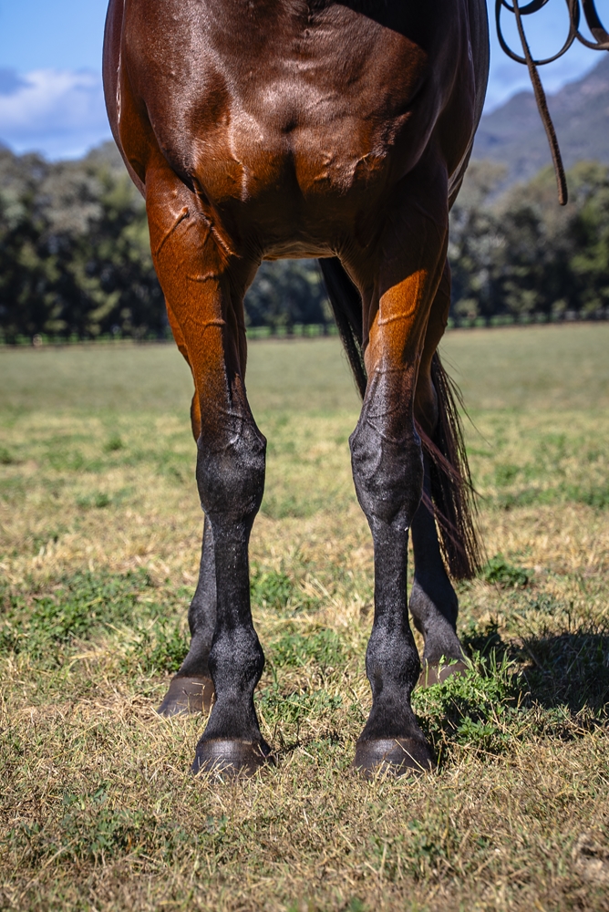 French Step (AUS) - Image 3