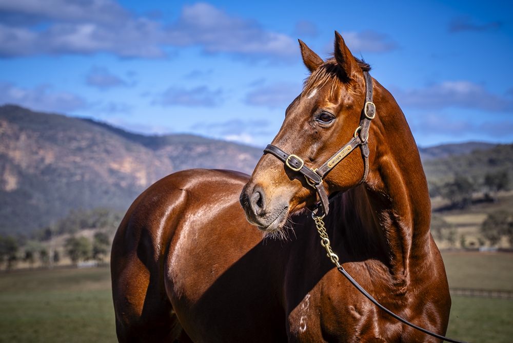 Lady Marvel (AUS) - Image 2