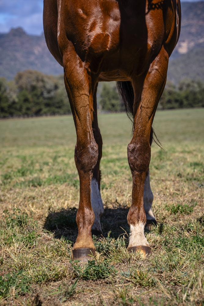 Lady Marvel (AUS) - Image 3