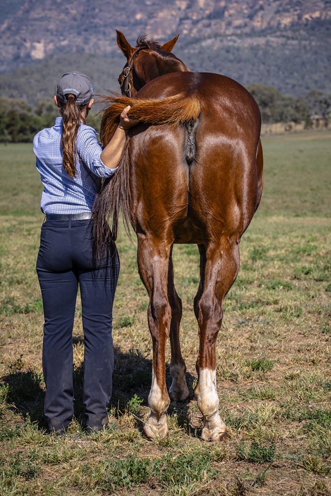 Lady Marvel (AUS) - Image 4