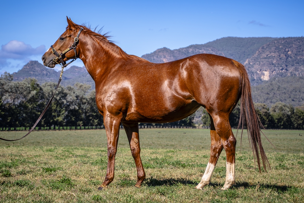 Lazzago (AUS) - Image 1