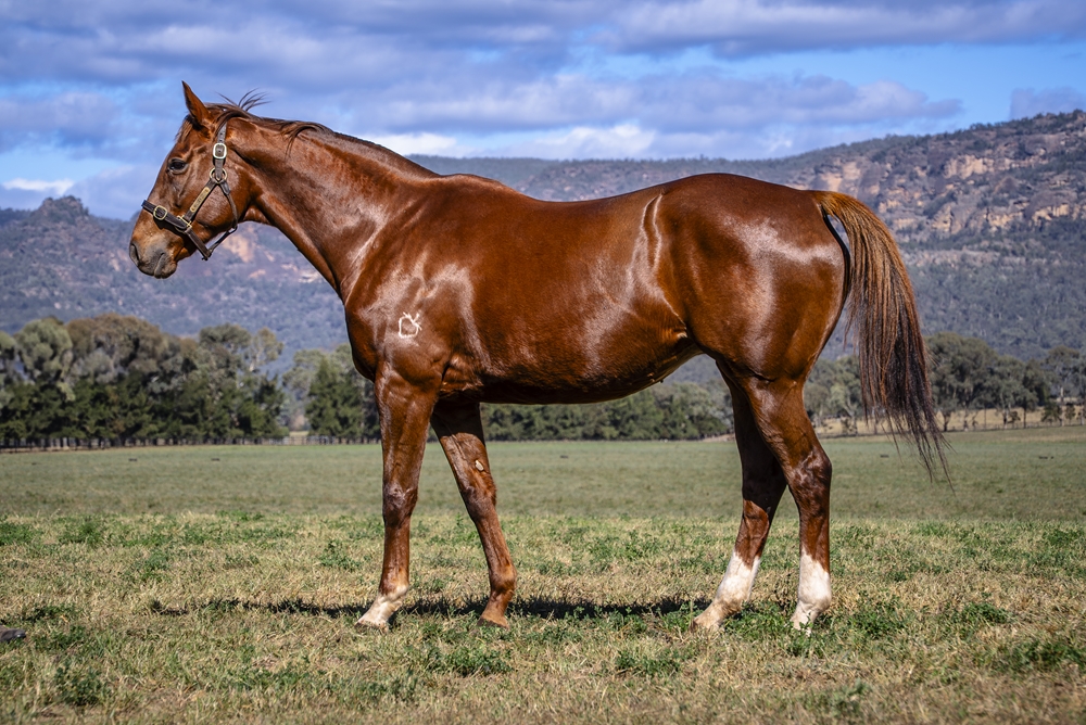 Lady Marvel (AUS) - Image 5