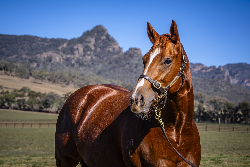 Lazzago (AUS) - Image 2