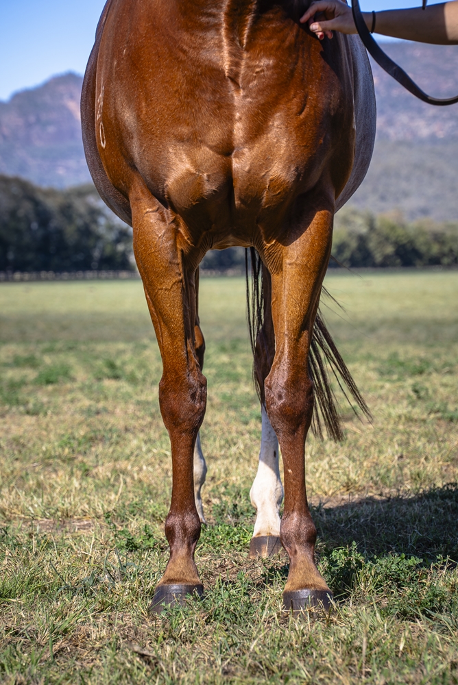 Lazzago (AUS) - Image 3