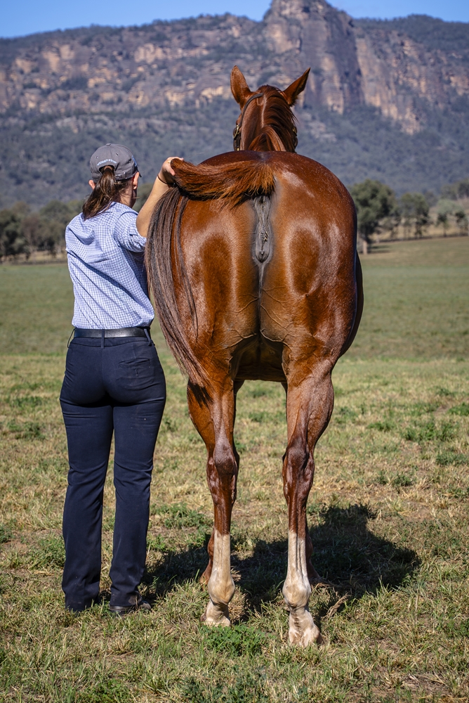 Lazzago (AUS) - Image 4