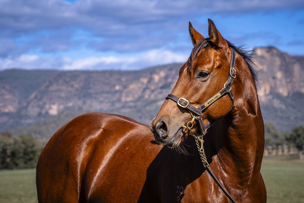 Naughty Nitemare (AUS) - Image 2