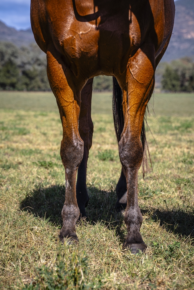 Naughty Nitemare (AUS) - Image 3