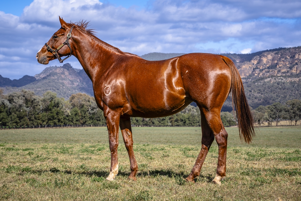 Shorthand (AUS) - Image 1