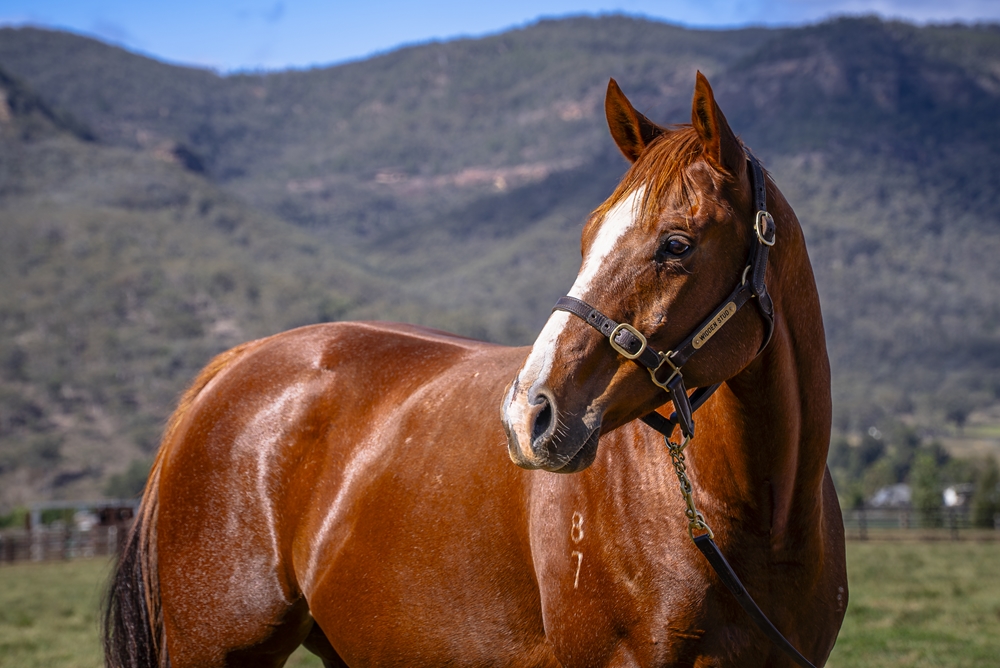 Shorthand (AUS) - Image 2