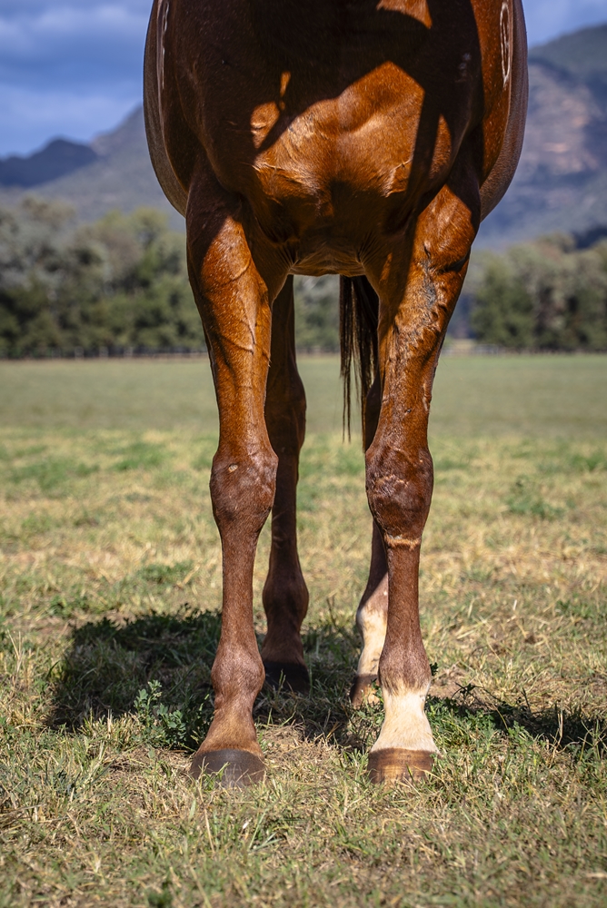 Shorthand (AUS) - Image 3