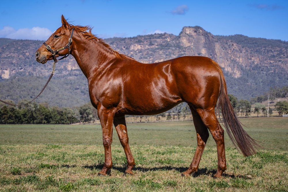 Sweet Gisel (USA) - Image 1