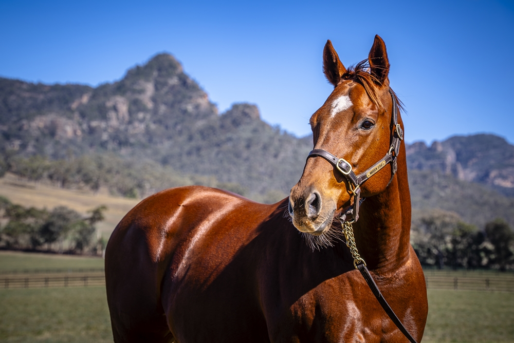 Sweet Gisel (USA) - Image 2