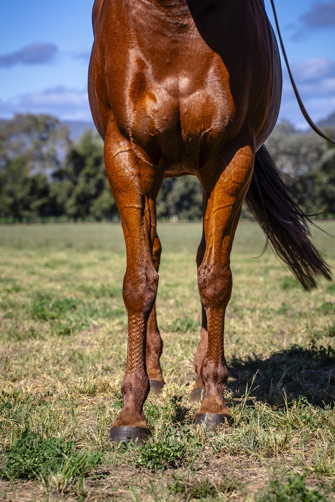 Sweet Gisel (USA) - Image 3