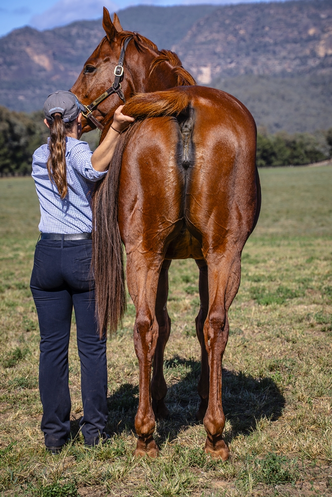 Sweet Gisel (USA) - Image 4