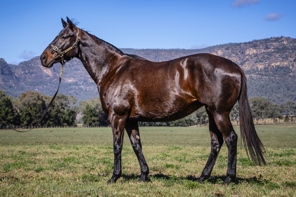 Dark Heather (AUS) - Image 1