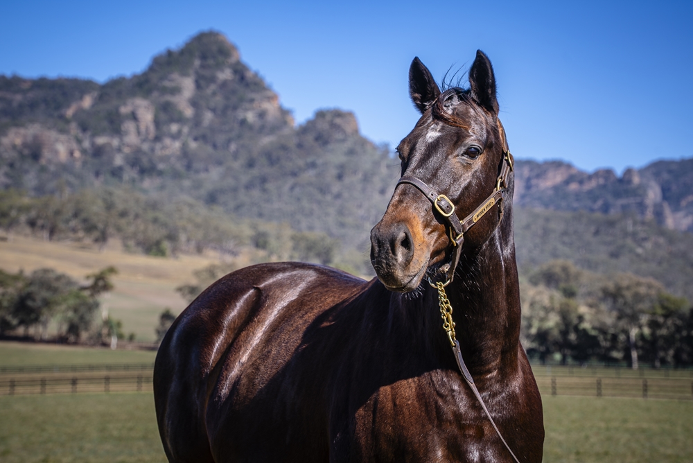 Dark Heather (AUS) - Image 2