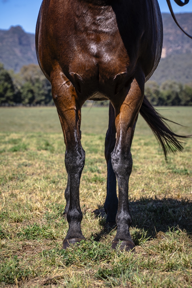 Dark Heather (AUS) - Image 3