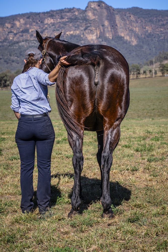 Dark Heather (AUS) - Image 4