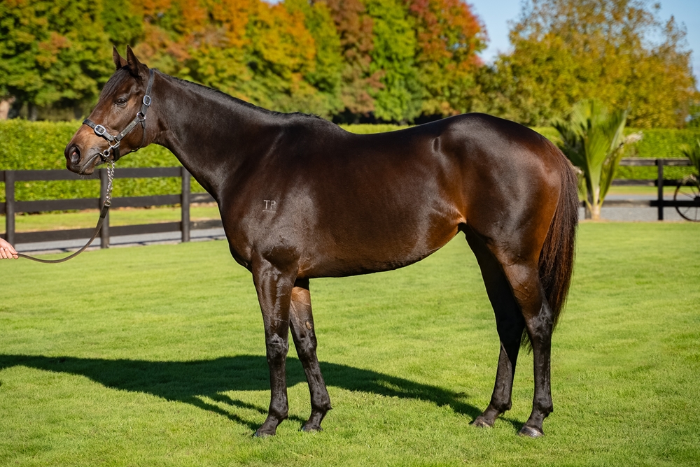 Millefiori (NZ) - Image 1