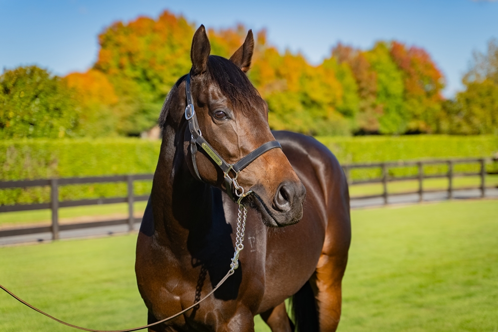 Millefiori (NZ) - Image 2
