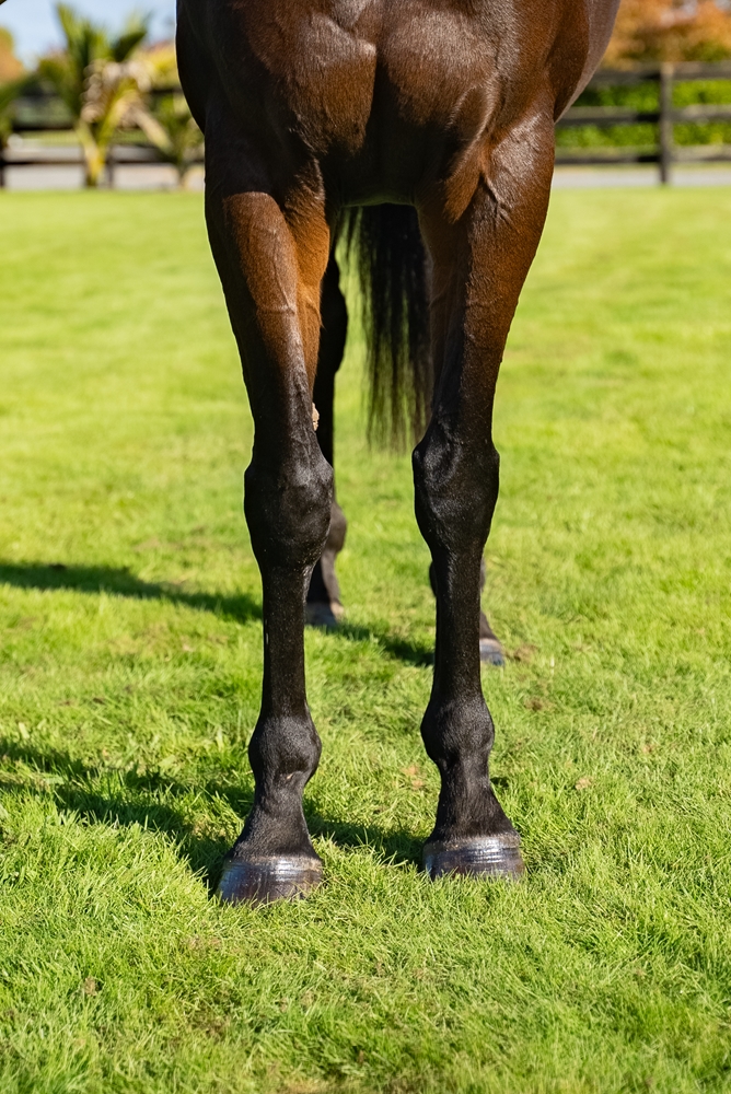 Millefiori (NZ) - Image 3